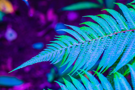 Fern leaf with natural green background, Thailand.