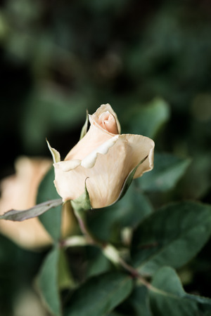 Bhubing 4 Rose or Yellow and Pink Rose in Garden, Thailand.の写真素材