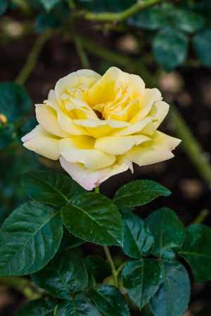 Peace Rose or Yellow Rose in Garden, Thailand.の写真素材