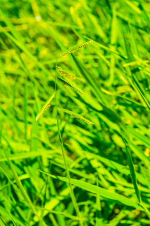 Grass flower in national park, Thailand.の写真素材