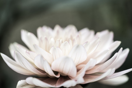 Close Up of Pink Dhalia Flower, Thailand.の写真素材