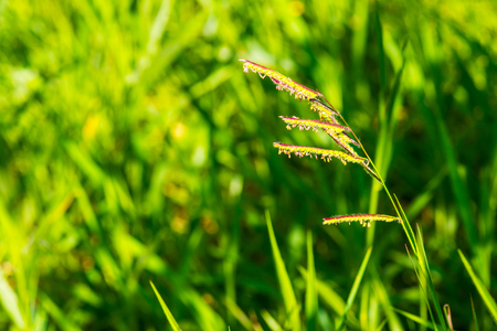 Grass flower in national park, Thailand.の写真素材
