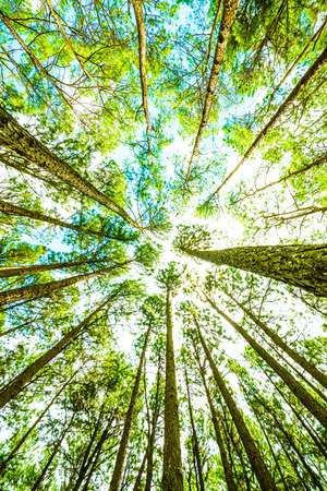 Pine Agroforestry at Boa Keaw Silvicultural Research Station, Thailand.の写真素材