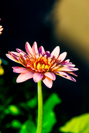 Pink Gerbera in Park, Thailandの写真素材