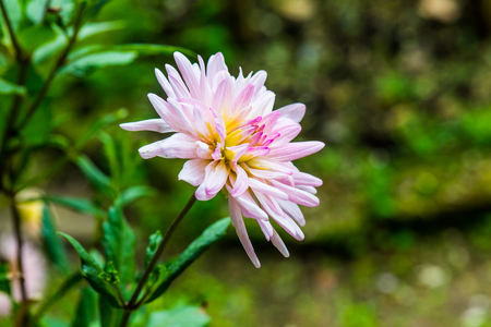 Close Up of Pink Dhalia Flower, Thailand.の写真素材