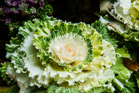 White decorative cabbage with dew, Thailandの写真素材