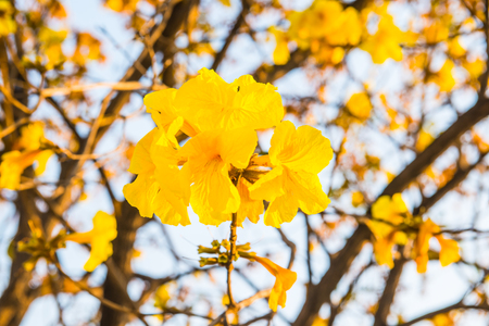 Dwarf Golden Trumpet flower in Thai, Thailand