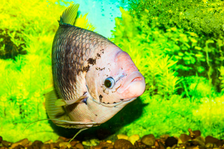 Giant gourami fish, Thailand