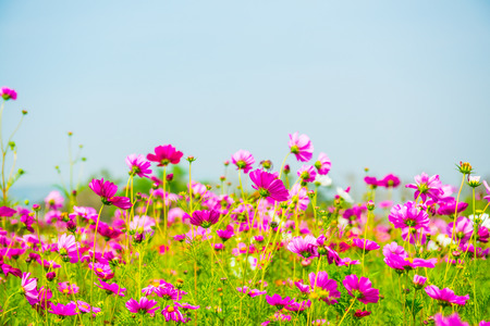 Field of cosmos flower, Thailand