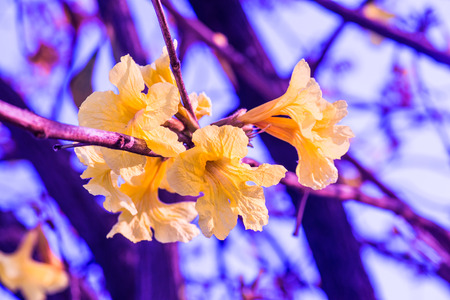 Dwarf Golden Trumpet flower in Thai, Thailandの写真素材
