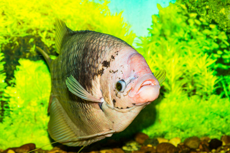 Giant gourami fish, Thailandの写真素材
