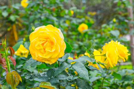 Queen Sirikit Rose or Yellow and Pink Rose in Garden, Thailand.の写真素材