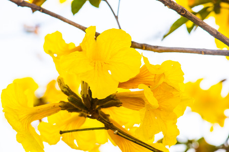 Dwarf Golden Trumpet flower in Thai, Thailand