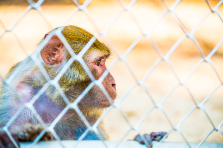 Pigtail Macaque monkey in cage for conservationの写真素材