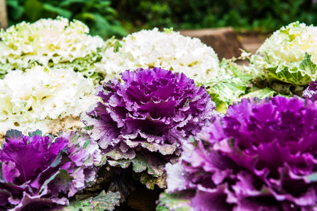 Purple decorative cabbage with dew, Thailandの写真素材
