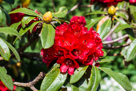 Rhododendron arboreum flower at Doi Inthanon national park, Thailandの写真素材