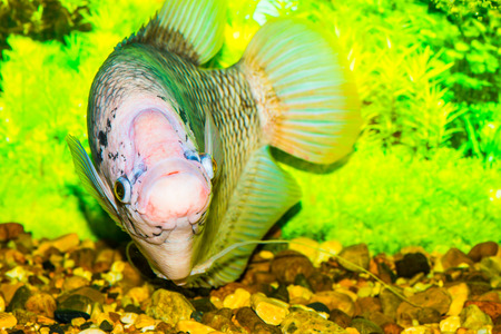 Giant gourami fish, Thailandの写真素材