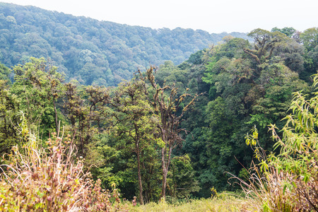Forest in Doi Inthanon National Park, Thailandの写真素材