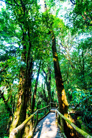 Nature Trail in Doi Inthanon National Park, Thailandの写真素材