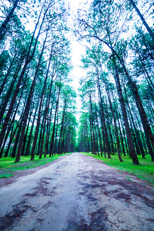 Landscape of Pine Agroforestry at Boa Keaw Silvicultural Research Station, Thailand.の写真素材