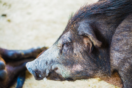 Face of wild boar, Thailandの写真素材
