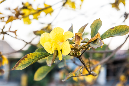 Dwarf Golden Trumpet flower in Thai, Thailandの写真素材