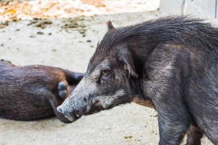 Face of wild boar, Thailandの写真素材