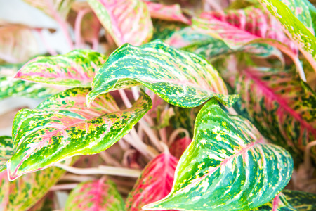 Caladium leaves background, Thailandの写真素材