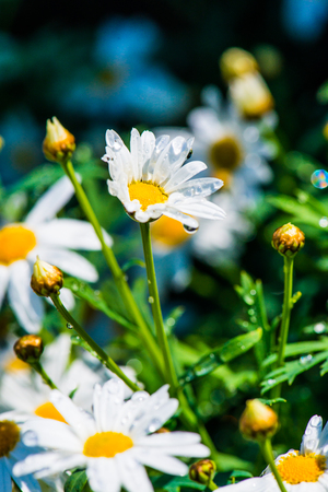 White flowers with water drops, Thailandの写真素材