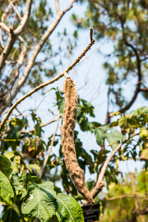 Fruit of Karenwood, Thailandの写真素材