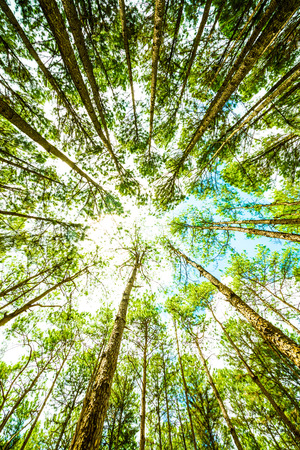 Pine Agroforestry at Boa Keaw Silvicultural Research Station, Thailand.の写真素材