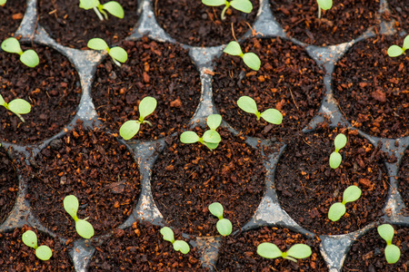 Vegetable seedlings, Thailandの写真素材