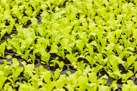 Vegetable seedlings, Thailandの写真素材