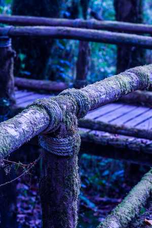 Nature Trail in Doi Inthanon National Park, Thailandの写真素材