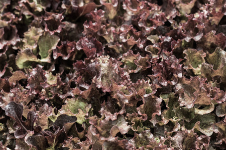 Vegetable seedlings, Thailand