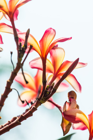 Frangipani flower on blue sky background, Thailandの写真素材