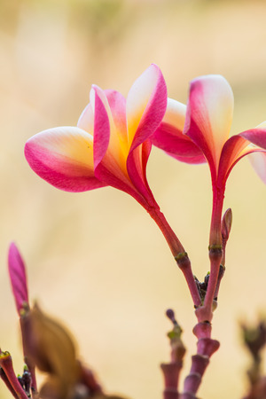 Close up of Frangipani flowers, Thailandの写真素材