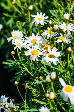White flowers with water drops, Thailandの写真素材