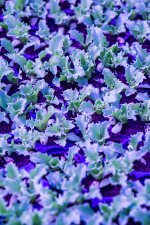 Vegetable seedlings, Thailandの写真素材
