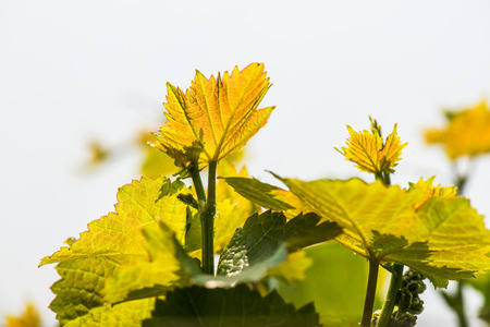 Grapes leaves in Thai, Thailandの写真素材