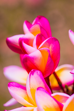 Close up of Frangipani flowers, Thailandの写真素材