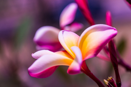 Close up of Frangipani flowers, Thailandの写真素材