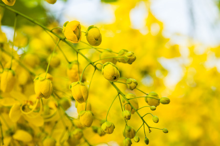 Golden Shower Flowers on Tree, Thailandの写真素材