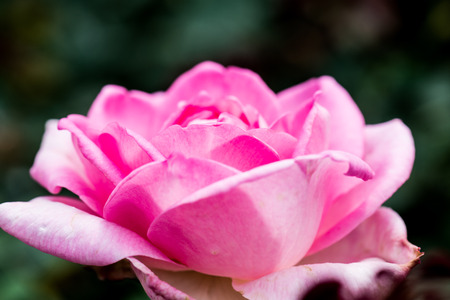 Beverly Rose or Pink Rose in Garden, Thailand.の写真素材