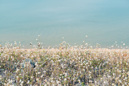 Grass flowers with water background, Thailandの写真素材