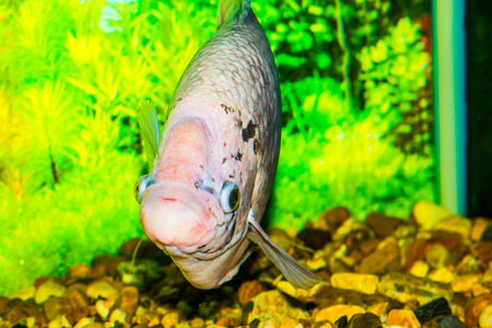Giant gourami fish, Thailandの写真素材