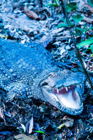Freshwater Crocodile or Siamese Crocodile, Thailandの写真素材