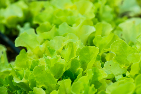 Vegetable garden, Thailandの写真素材