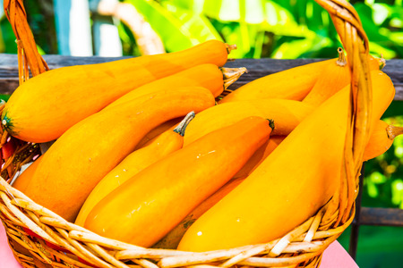 Yellow Zucchini on Table, Thailandの写真素材