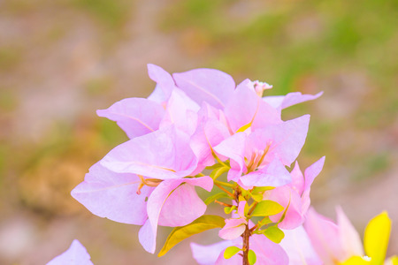 Close up of pink bougainvillea flowers, Thailandの写真素材